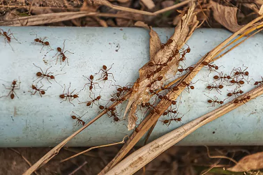 Ant Control Hillside