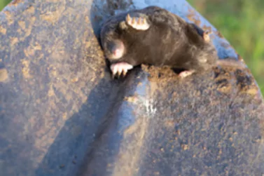 Dead Rodents Removal Hillside