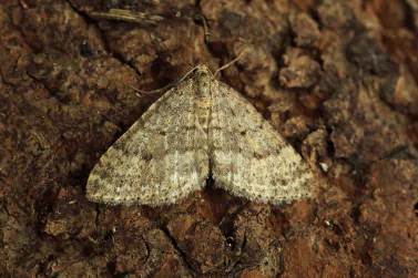 Moth Control Hillside