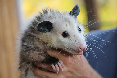 Possum Removal Hillside