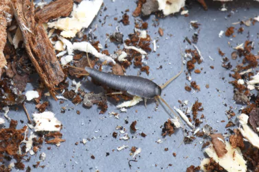 Silverfish Control Hillside